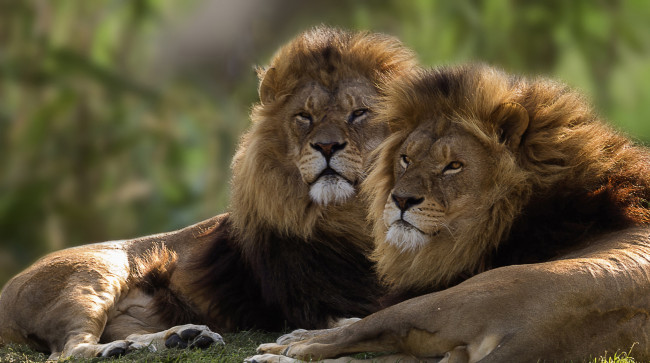Обои картинки фото животные, львы, братья, цари, пара