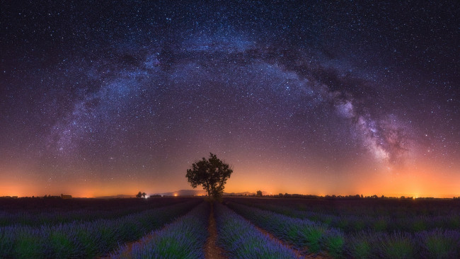 Обои картинки фото природа, поля, свет, звезды, поле, лаванда, ночь, дерево, млечный, путь, цветы