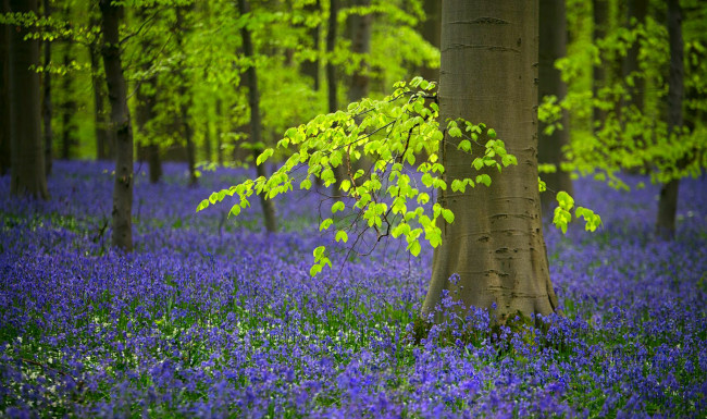 Обои картинки фото природа, лес, колокольчики, цветы, бельгия, весна, деревья, колокольчик, редколесье