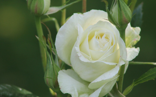 Обои картинки фото цветы, розы, белая, роза, бутоны, макро