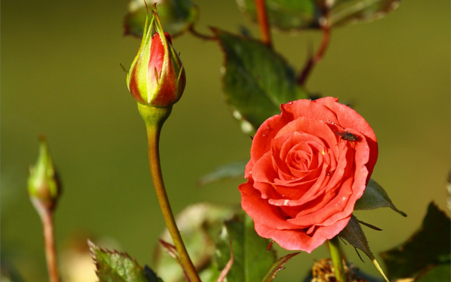 Обои картинки фото цветы, розы, муха, роза, бутоны