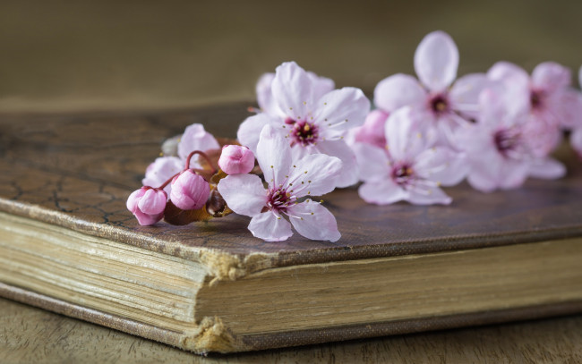 Обои картинки фото цветы, сакура,  вишня, ветка, вишни, цветки, вишня, стиль, книга