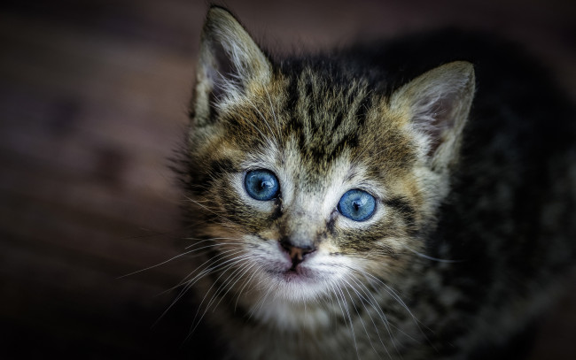 Обои картинки фото животные, коты, голубые, глаза, котёнок, мордочка, малыш, взгляд