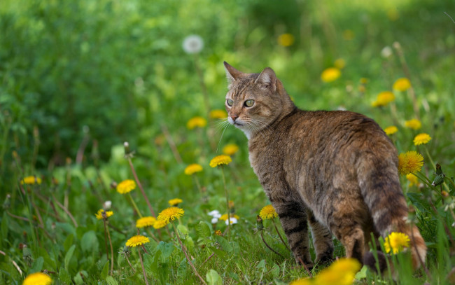 Обои картинки фото животные, коты, одуванчики, весна, цветы, кот, кошка