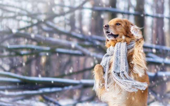 Обои картинки фото животные, собаки, собака, шарф, настроение, снег, зима, стойка