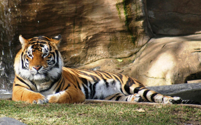 Обои картинки фото животные, тигры, лужайка, рыжий, тигр, скала, отдых