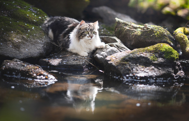 Обои картинки фото животные, коты, вода, кот, пушистая, кошка, отражение, камни
