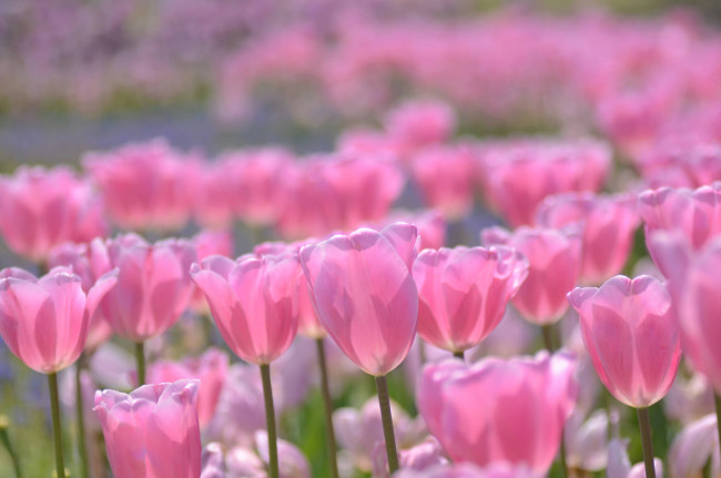 Обои картинки фото цветы, тюльпаны, розовые, боке, бутоны
