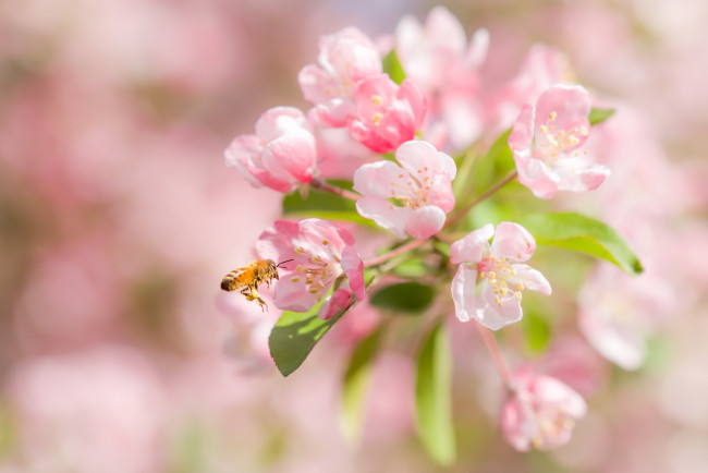 Обои картинки фото цветы, сакура,  вишня, цветки, цветение, пчела, вишня, макро, боке