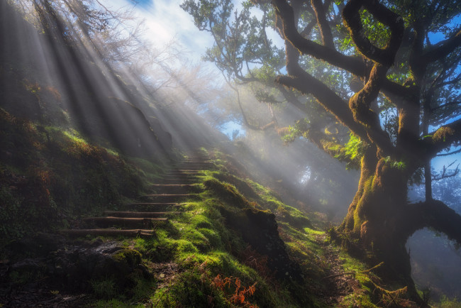 Обои картинки фото природа, дороги, утро, тропа, дерево, лучи, свет, дымка, туман, ступени