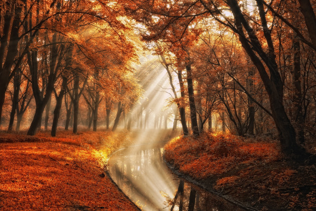 Обои картинки фото природа, реки, озера, lars, van, de, goor, канал, фотограф, лучи, вода, осень, деревья, свет