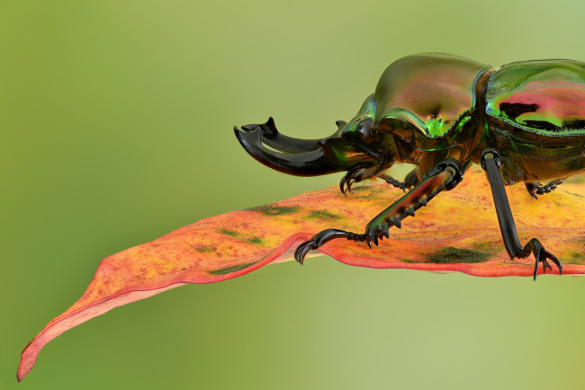 Обои картинки фото животные, насекомые, жук, радужный, жук-олень, фон, лист, макро