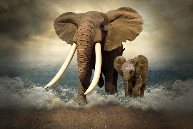 Обои картинки фото животные, слоны, бивни, фотошоп, слон, море, слонёнок