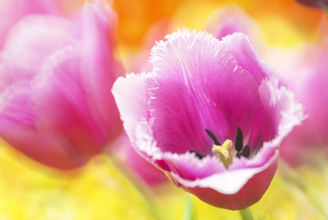 Обои картинки фото цветы, тюльпаны, лепестки, тюльпан, макро, боке, розовый, бутон