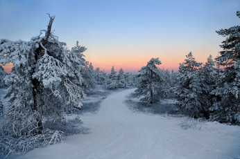 Картинка природа зима снег иней