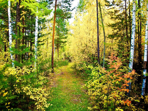Обои картинки фото природа, лес, тропинка, осень