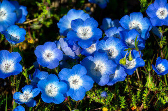 Картинка цветы немофилы +вероники голубой