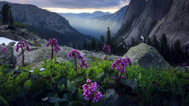 Обои картинки фото природа, горы, цветы, камни