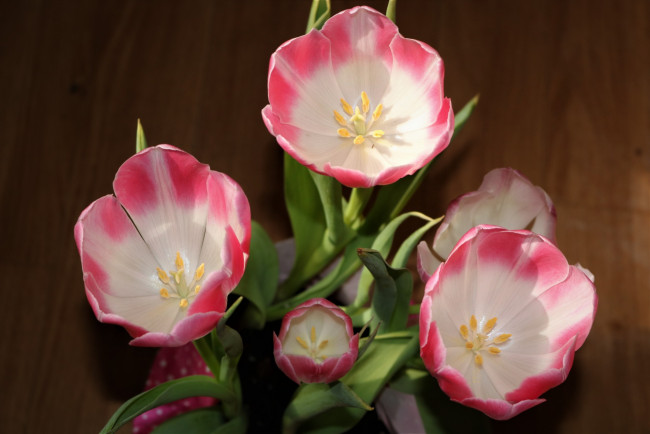 Обои картинки фото цветы, тюльпаны, двухцветные