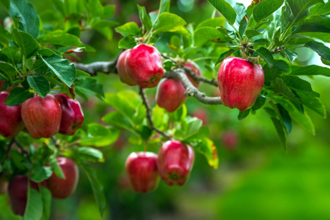 Обои картинки фото природа, плоды, яблоки
