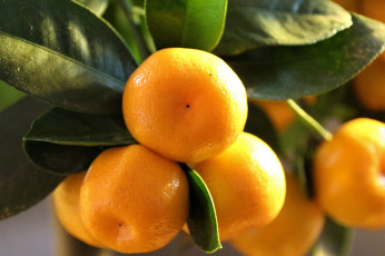 Картинка природа плоды цитрусовые mitis дерево фруктов