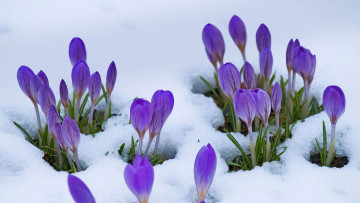 Картинка цветы крокусы первоцветы весна лиловые снег