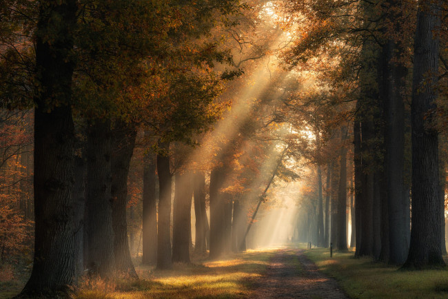 Обои картинки фото природа, парк, дорога, осень, лес, солнце, лучи, свет, деревья, туман, стволы, листва, утро, дымка, аллея