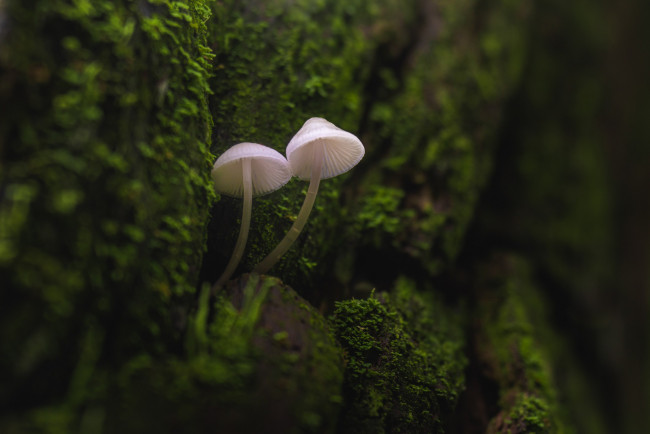 Обои картинки фото природа, грибы, мох, мицена