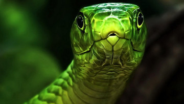 Картинка разное компьютерный+дизайн змея зеленая