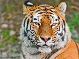 Картинка тигр животные тигры кошка морда