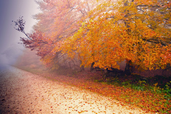 обоя природа, дороги, туман, осень, дорога, дерево