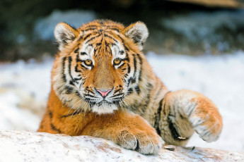 Картинка тигренок животные тигры тигр морда