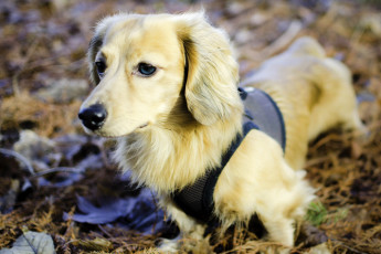 Картинка животные собаки голубые глаза листья шлейка взгляд
