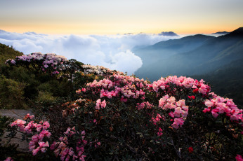 Картинка hehuanshan природа пейзажи цветы кусты облака горы