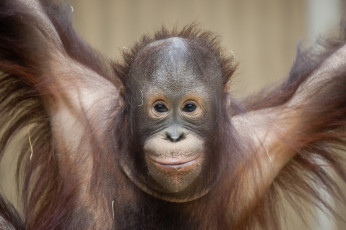 Картинка животные обезьяны орангутан обезьяна улыбка