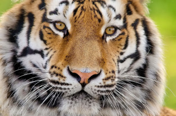 Картинка тигр животные тигры кошка дикая морда