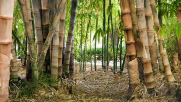Картинка природа тропики заросли бамбук