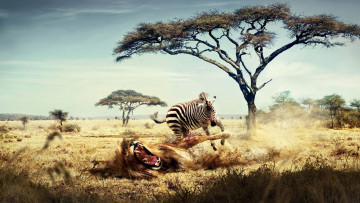 Картинка зебра атакует разное компьютерный дизайн лев саванна