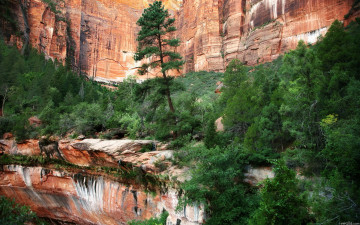 Картинка природа горы лето деревья скалы