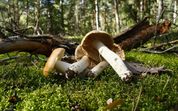 Картинка природа грибы мох лес