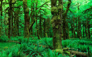 Картинка природа лес листья зелень деревья