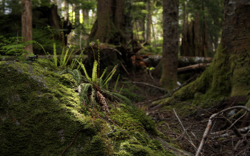 Картинка природа лес мох папоротник