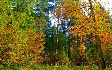 Картинка природа лес желтые листья деревья осень