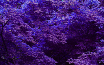 Картинка природа листья фиолетовые синие деревья