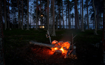 Картинка природа огонь лес привал костер вечер