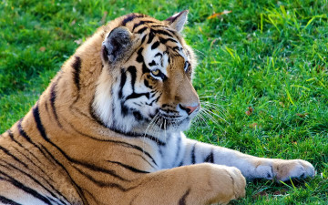Картинка тигр животные тигры дикая кошка лежит