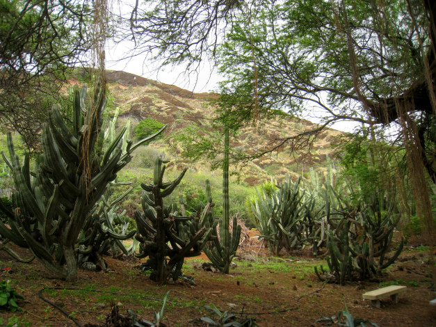 Обои картинки фото botanical, gardens, hawaii, природа, тропики, кактусы, кусты