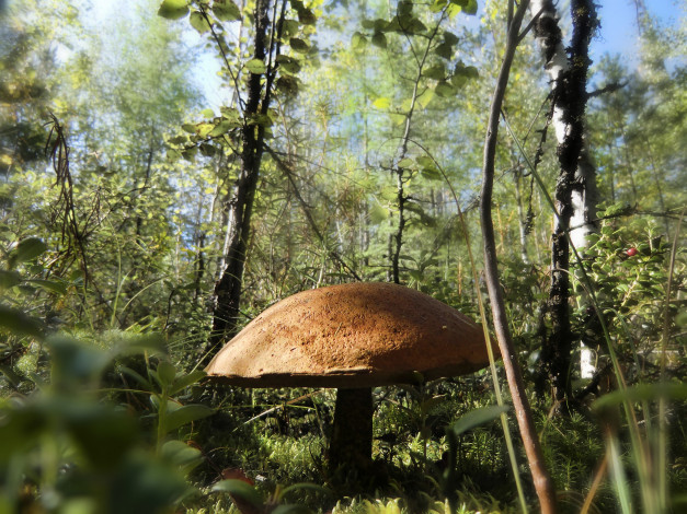 Обои картинки фото природа, грибы, трава, гриб, лес