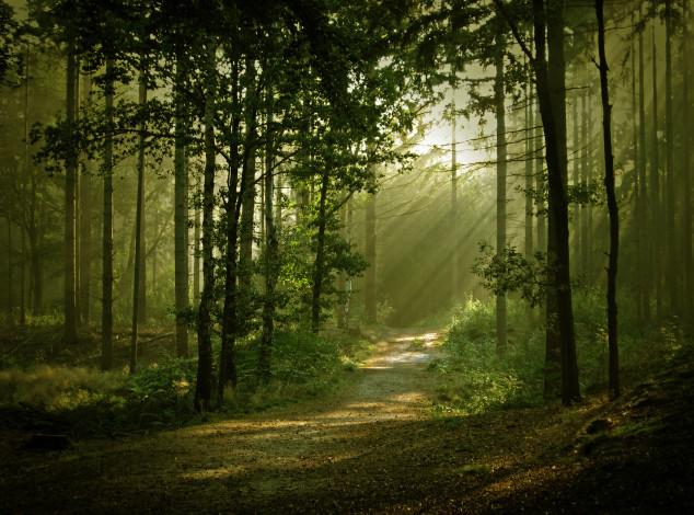 Обои картинки фото природа, лес, свет, тропа