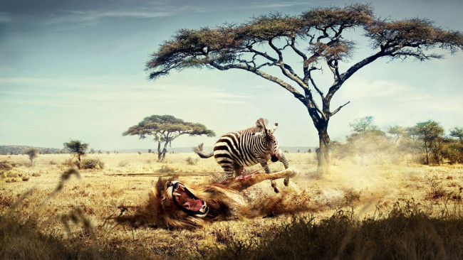 Обои картинки фото зебра, атакует, разное, компьютерный, дизайн, лев, саванна